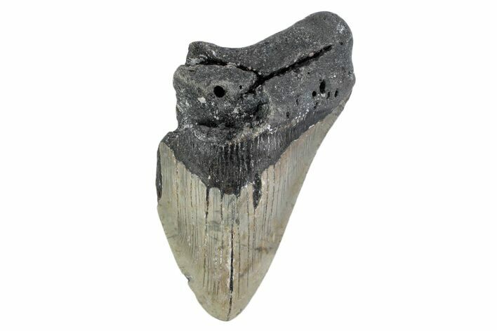 Partial, Fossil Megalodon Tooth - North Carolina #376540